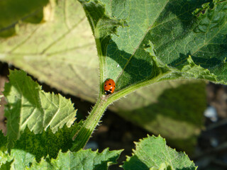 Bright Ladybug Climbing a Green Plant Stem
