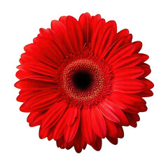red gerbera daisy flower isolated on white or transparent 