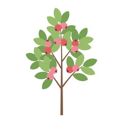 Fruit-bearing pomegranate tree with lush green leaves – flat illustration