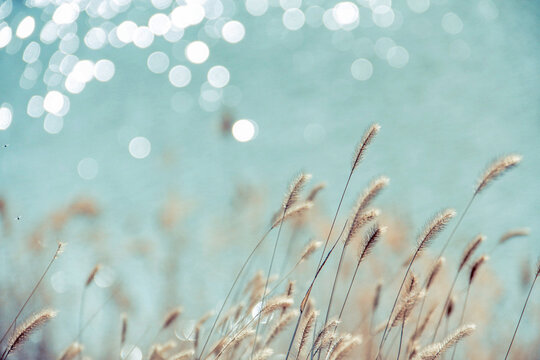 Delicate grasses sway gently against a backdrop of shimmering, blurred water.