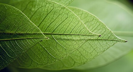 Obraz premium abstract leaf transparent.showing leaves detail background.closeup structure plant, macro shot. Wallpaper 