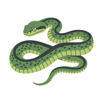 Green tree python illustration with coiled body and spotted pattern &ndash; flat illustration