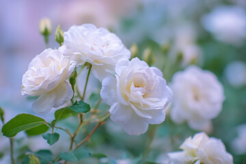Dreamy white rose bouquet softly focused against a blue sky, evoking serenity and natural beauty. gardening catalogs, home-decor guides, designed for home decor and floral branding.