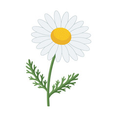 Fototapeta premium Bright white daisy flower with yellow center and green leaves – flat illustration