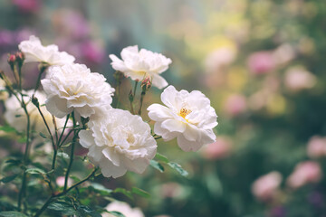 Obraz premium Dreamy white rose bouquet softly focused against a blue sky, evoking serenity and natural beauty. gardening catalogs, home-decor guides, designed for home decor and floral branding.
