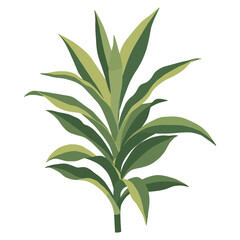 Fototapeta premium Vibrant green dracaena plant with lush leaves – flat illustration