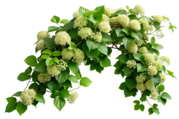 Arching climbing hydrangea vine with delicate white flowers and lush green leaves isolated transparent background