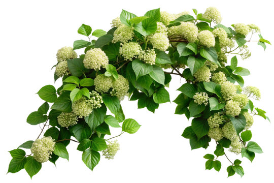 Arching climbing hydrangea vine with delicate white flowers and lush green leaves isolated transparent background