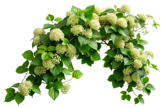 Arching climbing hydrangea vine with delicate white flowers and lush green leaves isolated transparent background