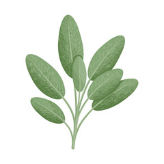 Obraz premium Detailed green sage leaves illustration – flat illustration