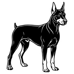 Black and white illustration of a doberman pinscher standing