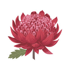 Obraz premium Vibrant red waratah illustration – flat illustration
