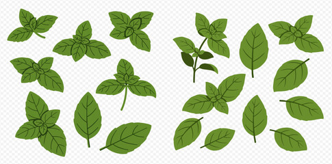 Collection of various basil leaves, whole sprigs, and individual leaves, illustrated in a simple style.