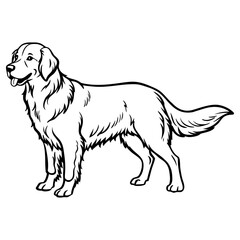 Golden retriever dog standing side profile illustration