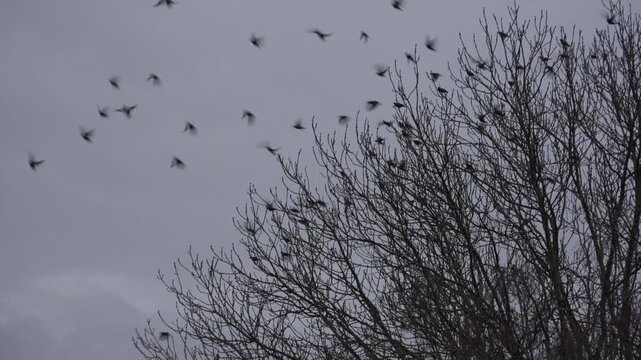 Birds flying in the winter away from trees as if startled by a noise. England UK 4K
