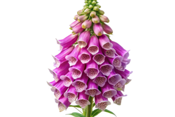 Vibrant pink and purple foxglove flower isolated on black detailed studio shot transparent background