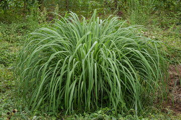 Lemongrass (Cymbopogon citratus) is an ingredient in drinks, a cooking fragrance, and a traditional herbal medicine.