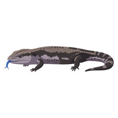 Fototapeta premium Illustration of a blue-tongued skink with detailed pattern and blue tongue – flat illustration