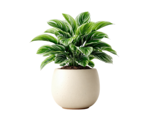 Green plant in cream pot. Lush foliage