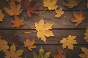 Vibrant Golden Autumn Leaves in Sunlight