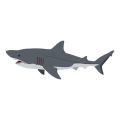 Obraz premium Great white shark illustration with detailed features – flat illustration