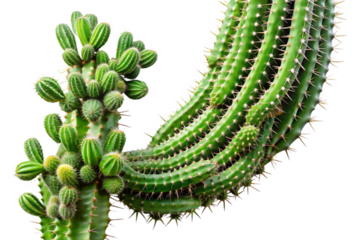 Green climbing cactus vine detailed isolated close up texture nature flora transparent background