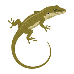 Green anole lizard illustration with curved tail – flat illustration