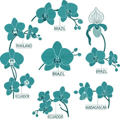 Orchid Varieties from Around the World Thailand Brazil Ecuador and Madagascar