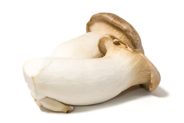 Fototapeta premium エリンギ