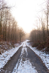 Obraz premium Winter forest covered in snow