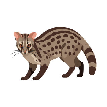 Realistic illustration of a spotted viverridae mammal with brown fur and long tail &ndash; flat illustration