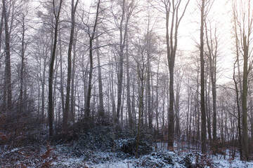 Fototapeta premium Winter forest covered in snow