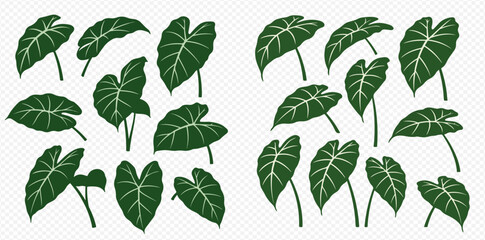 Collection of dark green Alocasia leaves, various angles and sizes, illustrated in a stylized manner.