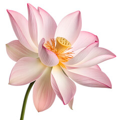 Fototapeta premium lotus flower isolated on white