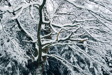 Winter forest covered in snow