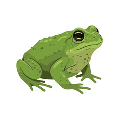 Obraz premium Detailed illustration of a green toad – flat illustration