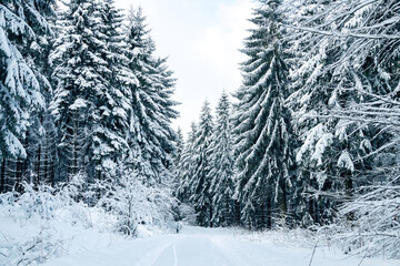 Winter forest covered in snow