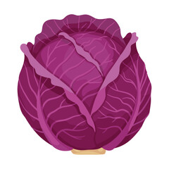 Obraz premium Fresh purple cabbage with vibrant leaves – flat illustration