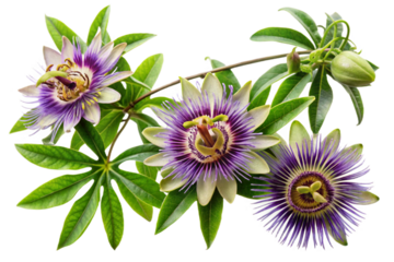 Vibrant passion flower vine with intricate blooms and green leaves isolated for design transparent background