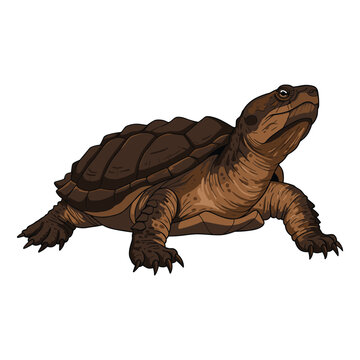 Detailed illustration of a snapping turtle &ndash; flat illustration