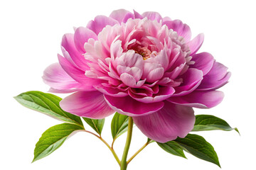 Lush pink peony flower isolated center frame detailed petals vibrant green leaves transparent background
