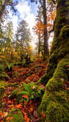 Lush autumn forest floor, sunlight filtering through trees