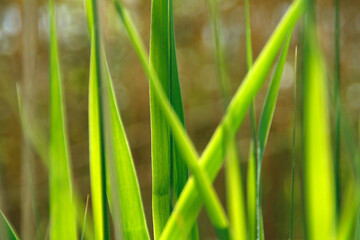 Nature, Spring, Macro Photography