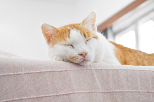 Cat sleeping on sofa at home. Happy tabby cat relaxing in a house. Half ginger white cat.