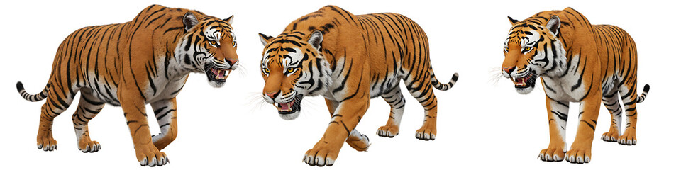 Fototapeta premium Bengal Tigers on Transparent Background