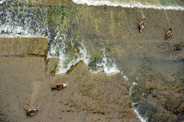 A high-angle aerial view of four mallard ducks in a shallow, terraced stream, their dark bodies contrasting with the flowing water as they navigate the small currents, ideal for nature or environmenta