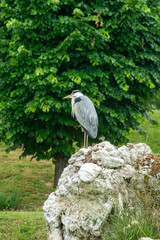 A wildlife shot of a large grey heron standing on a mossy white rock in a lush, green park, perfect for illustrating birdwatching, nature conservation, or natural history content