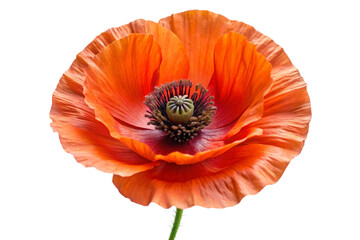 Vibrant orange poppy flower isolated studio shot captures delicate petals and dark center transparent background