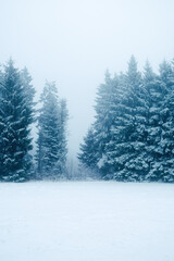 Winter forest covered in snow