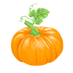 pumpkin fruit botanical digital painting